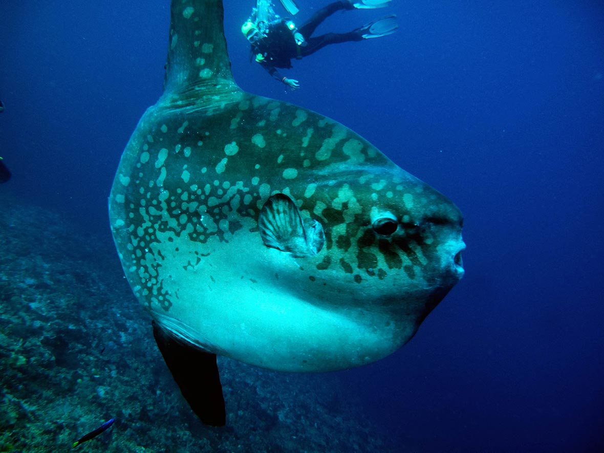Jetty Dive Site