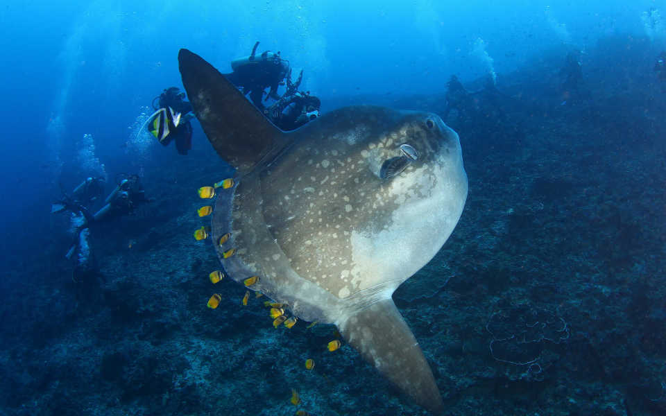 Jetty Dive Site