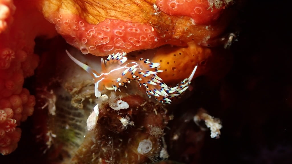 Bias Tugal Dive Site