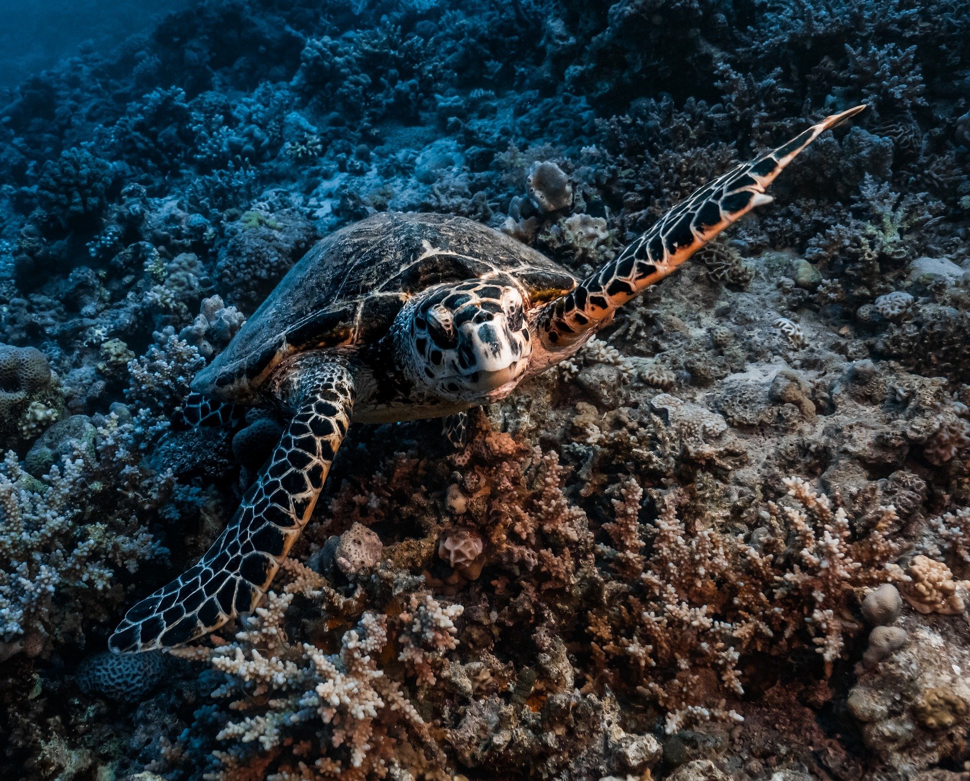 Blue Lagoon Dive Site